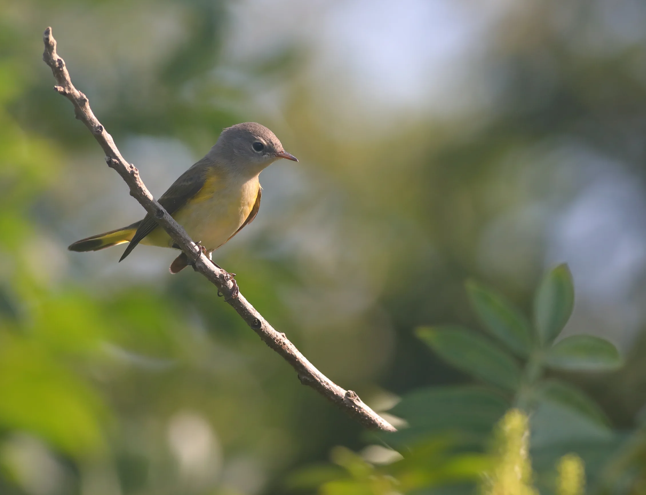 Wood Warblers — Putnam Highlands Audubon Society